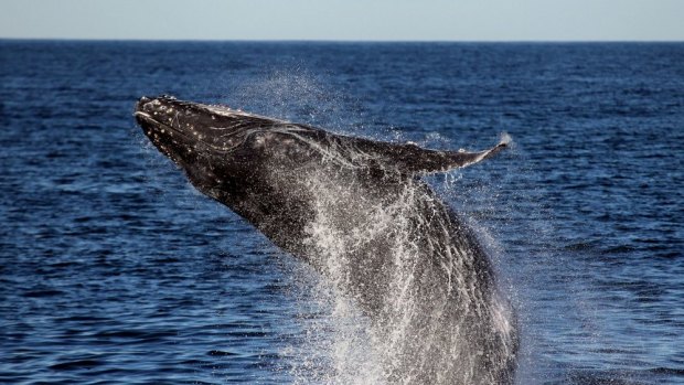 A humpback whales breaches off the coast of Sydney. 