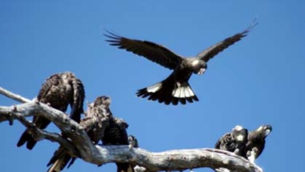 Karnet prisoners are helping to save Western Australia's endangered black cockatoos.