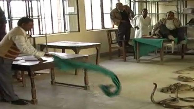 Snakes alive ... a man uses a tablecloth to fend off some of the snakes, including four cobras, dumped at an Indian tax office by farmers angry with alleged bribery demands.