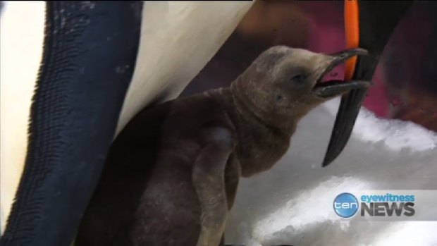 SeaWorld's king penguin chick finds its voice.