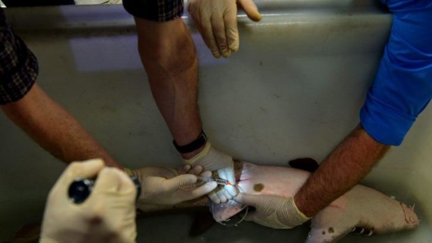 The world's first shark artificial insemination using frozen semen samples is performed on a brown banded bamboo shark at the Melbourne Aquarium.