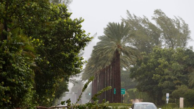 A car drives around a tree downed by winds from Hurricane Irma, Saturday, Sept. 9, 2017, in Golden Beach, Fla. (AP Photo/Wilfredo Lee)