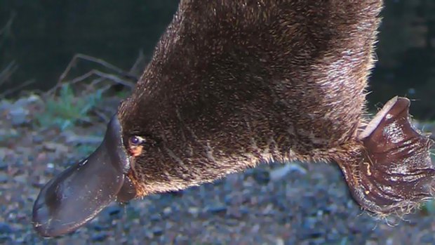 Fears grow over platypus numbers