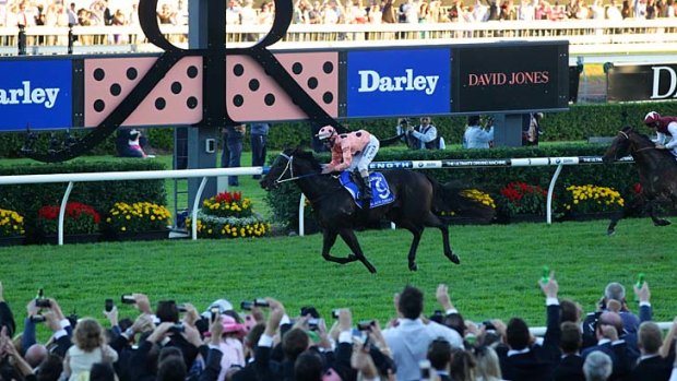 Cruising: Black Caviar races to victory in the TJ Smith Stakes.