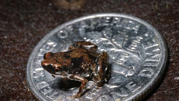 World's smallest frog ... the Paedophryne amauensis.
