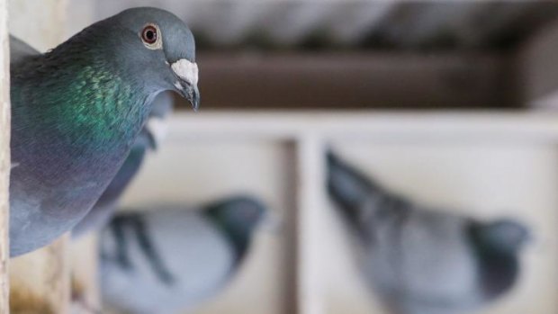 Beijing has searched 10,000 pigeons, looking for dangerous devices.