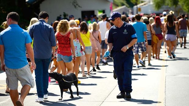 Police looking for illicit drugs at Future Music Festival use Passive Alert Detection (PAD) dogs to scan the  crowd.