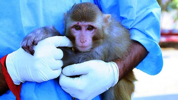 Well-travelled ... the monkey Iran claims returned safely from space.