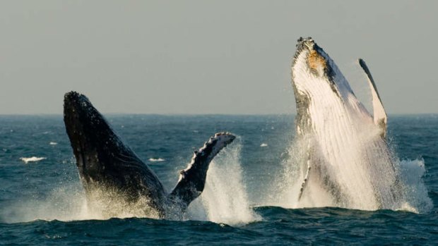 Humpback whales put on a show off the coast.