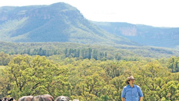 Craig Schuetrumpf and his Angus cattle in Megalong Valley.