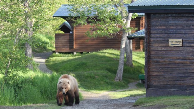 Don't run: Residents at Brooks Lodge are given a briefing in what to do if they encounter a bear.