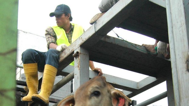 Cows leave home ... a top-level probe has recommended live animal exporters track every beast to the slaughter.