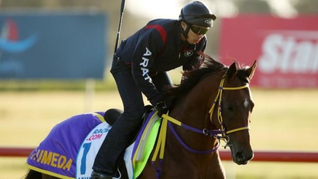 Highly rated: Japan's Admire Rakti is considered the equal of 2006 Melbourne Cup winner Delta Blues.