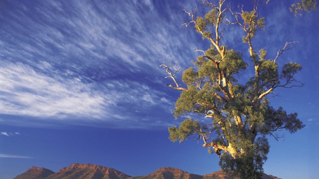 Outback spectacular ... a Cazneaux tree with Wilpena Pound in the background.
