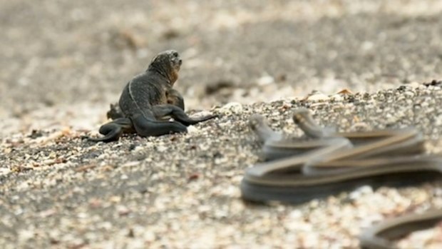 The famous chase scene between an iguana and snakes in the Galapagos Islands. 