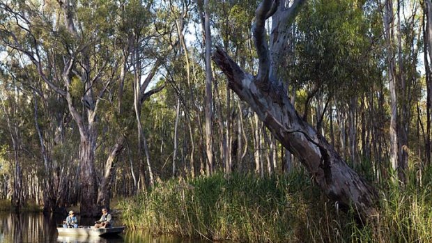 New life ... river red gums line the national park's waterway.