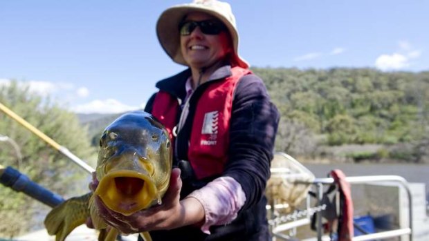 Senior fisheries technician Prue McGuffie of the NSW Department of Primary Industries with a carp that didn't get away.