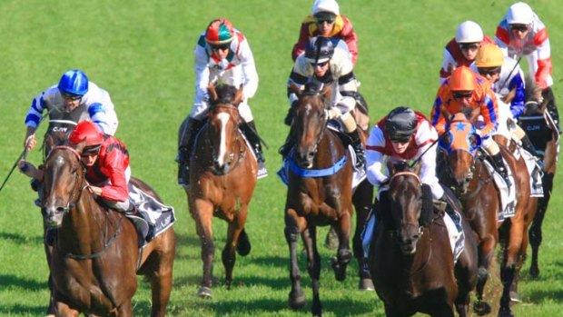 Not your usual breeding story &#8230; Laser Hawk, far left, a great chance in today's Australian Derby at Randwick, was one of few good stories to emerge from the 2007 EI crisis.