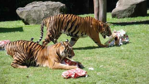 Dreamworld's tiger cubs, Baru and Ravi.
