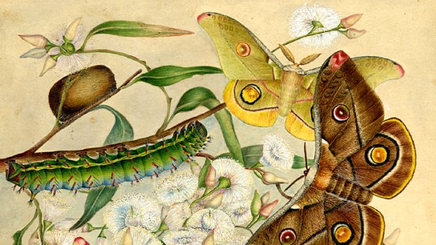 Delicacy and precision ... Harriet Scott’s take on the Helena emperor moth, one of the images on show at the <em>Beauty from Nature</em> exhibition.