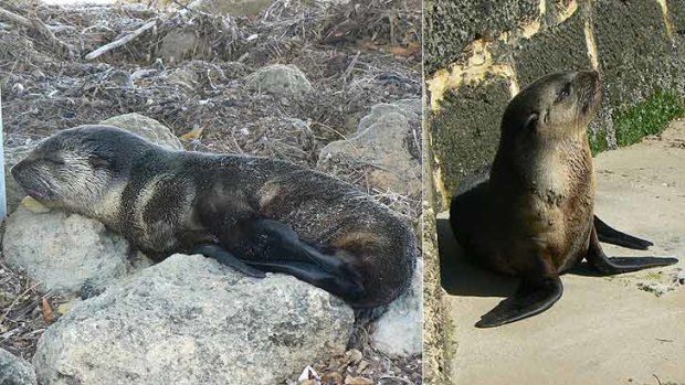 The sub-Antarctic fur seal has been making himself at home on the Swan River.
