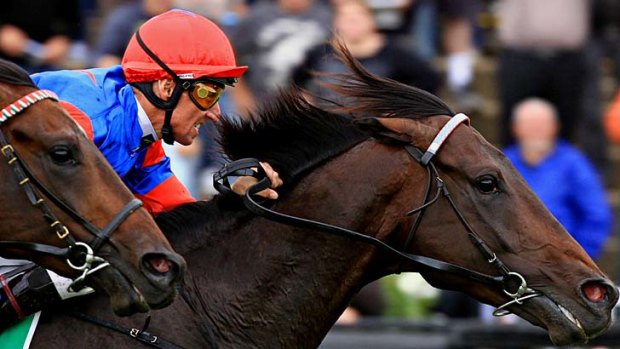 No go: Pierro will miss the Randwick Guineas and wait for the Canterbury Stakes.