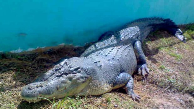 Lolong rests in his pen two days after being captured in 2011.