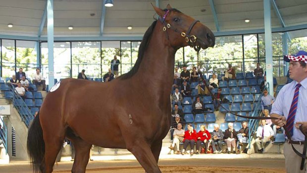 Tinkler's latest signing ... the colt that Newcastle Knights owner Nathan Tinkler splased out $1.025m for.