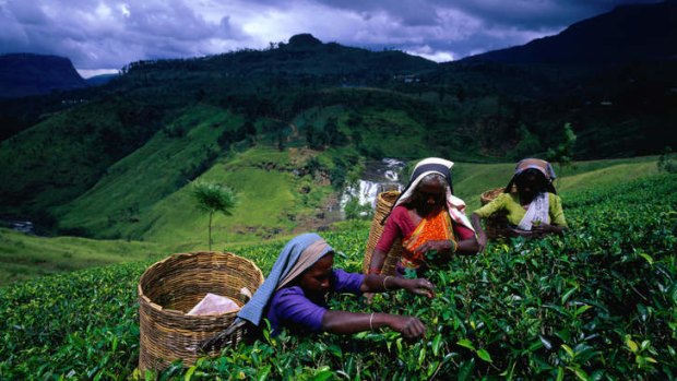 Hand picking tea leaves near Nuwara Eliya.