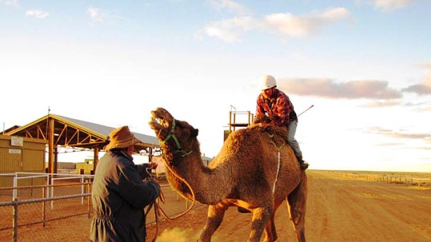 Left in the dust ... jockey Brett Scott gets his camel into gear.