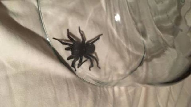A Bundanoon woman woke up to this funnel web spider crawling on her and biting her - in her bed.