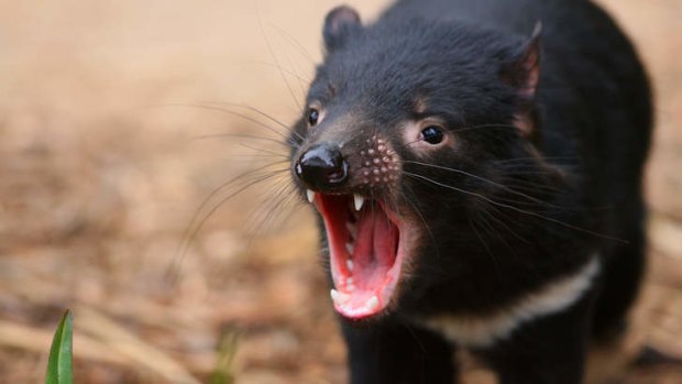 The Tasmanian devils would be trialled at Wilson's Promontory because, as a peninsula, they could be contained.