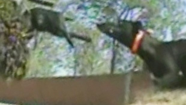 A still from a ABC Four Corners program exposing live baiting practices in the Greyhound racing industry. 