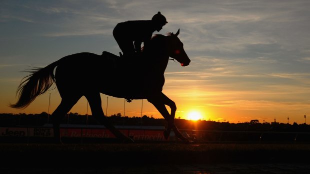 In the spotlight: Michael Walker rides Criterion during trackwork at Moonee Valley.
