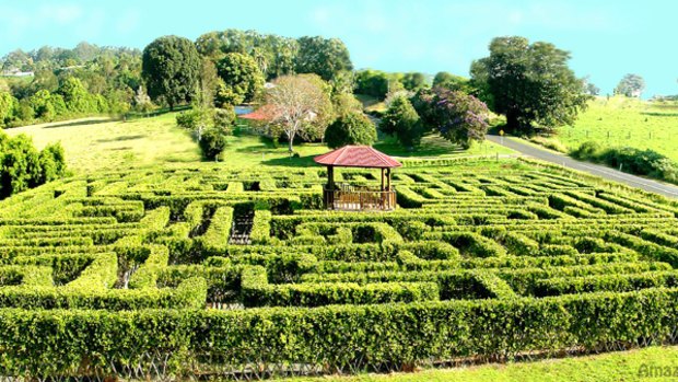 Which way out ... the vast hedge maze at Amaze 'n' Place.
