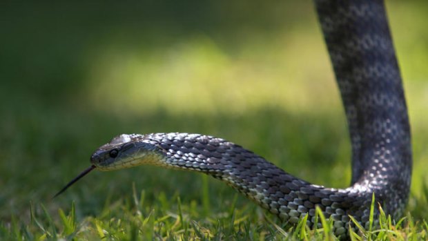 A tiger snake - bare handling not recommended.