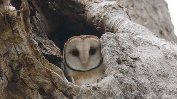 No place like home ... Tasmanian masked owls, which were introduced to Lord Howe Island in the 1920s, have thrived.