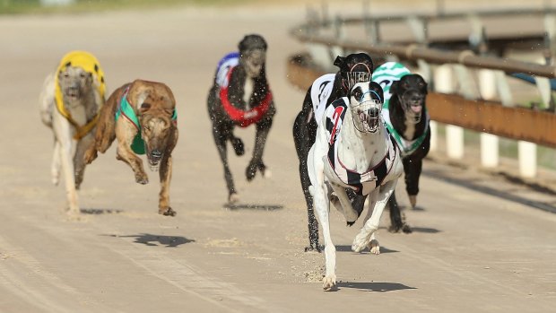 Run their race: Greyhound racing in NSW is set to shut down next year.