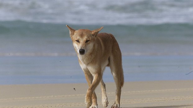 'A very misunderstood animal' ... dingoes are in danger of becoming extinct on Fraser Island, Jennifer Parkhust says.