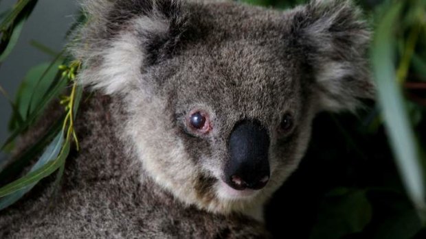Koalas are an indicator that climate change is upon us, say researchers at the University of Queensland.
