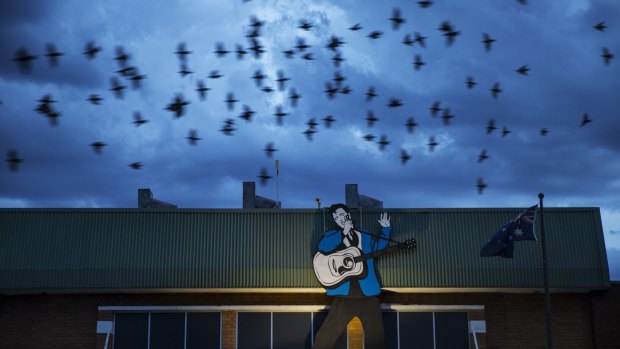 Paying tribute: Birds fly past the Elvis billboard which is on on top of the RSL in Parkes during the Elvis Festival. 
