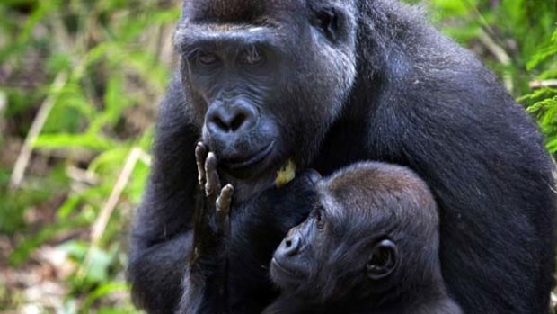 A mother and baby western lowland gorilla at a sanctuary in Mefou National Park, Cameroon.