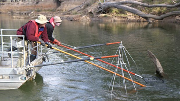 DSE scientists "electro-fish" on the Murray River.