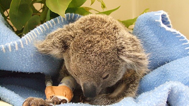 Doug the joey koala is fighting for is life after being shot several times with a pellet gun.