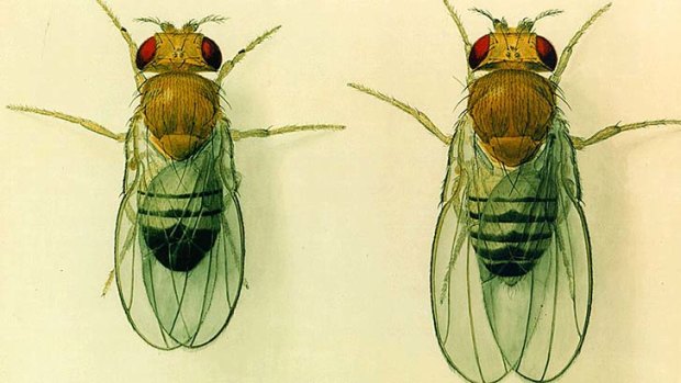 Adding weight to the organic debate: the humble fruit fly.