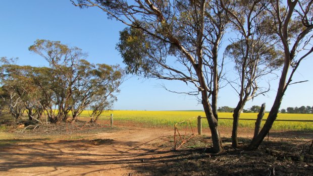 Canola crop outside of Pinnaroo, South Australia