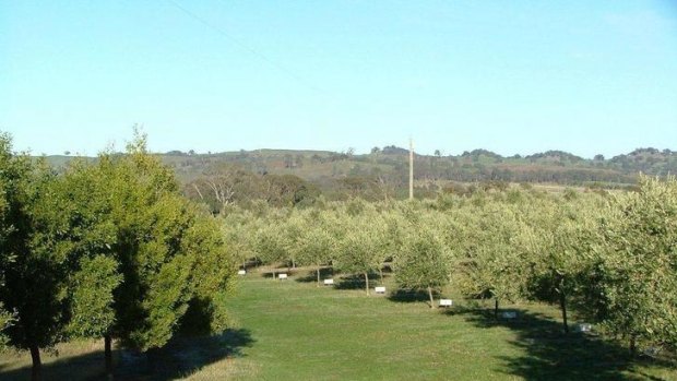 Olive groves in the Strathbogie Ranges estate.