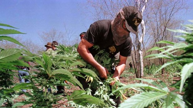 Underground crops ... Mexican cartels are trafficking cocaine, heroin, marijuana and methamphetamine in Australia.