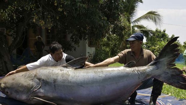 Rare sight ... the Mekong giant catfish is under threat.