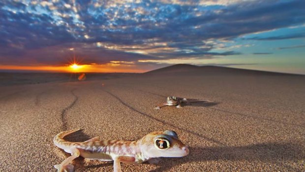 Sea of sand... a web-footed gecko leaves a telltale trail in the Namibian desert.
